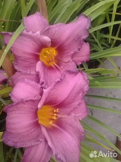 Лилейники многолетние