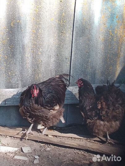Куры орпингтон шеколад