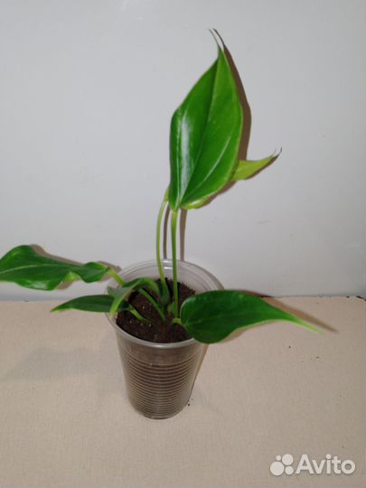 Антуриум лили розовый