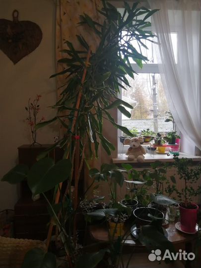 Большой выбор цветов