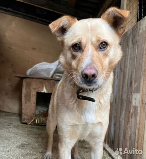 Чудная, душевная собака Рейси нуждается в хозяине