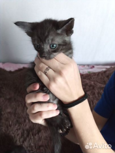 Котята в добрые руки бесплатно