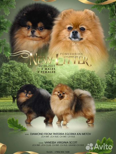 Померанский шпиц