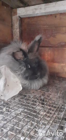 Пух кролика