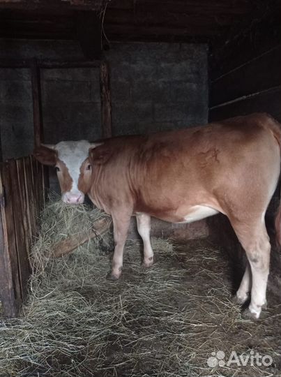Продам телку