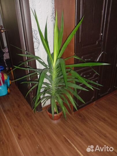 Пальма юкка