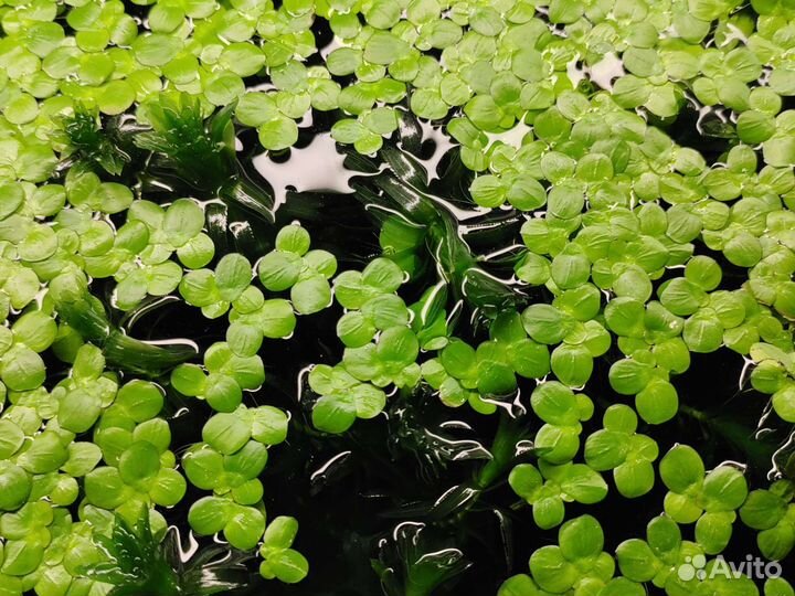 Растения для аквариума. Пистия