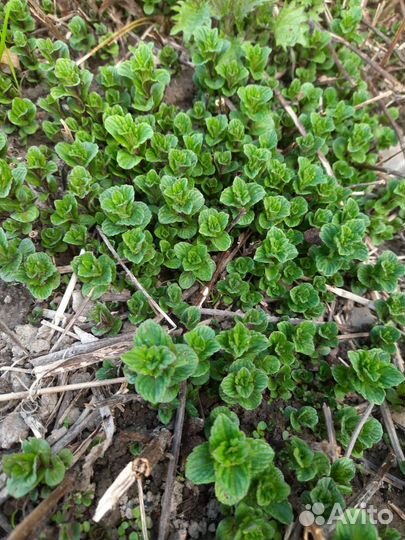 Мята кудрявая, перечная, мелисса, божье дерево