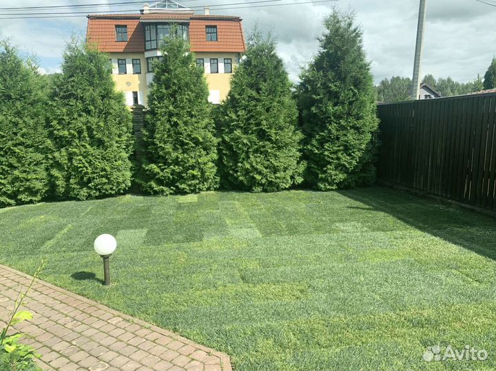 Рулонный газон