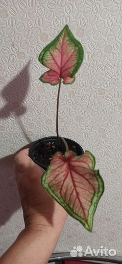 Каладиумы сортовые