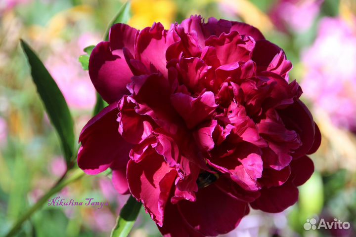 Корни, деленки пиона 