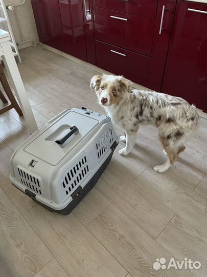 Переноска клетка для собак skudo 3