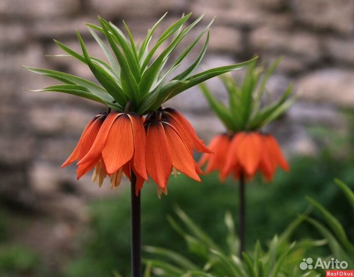 Садовые цветы