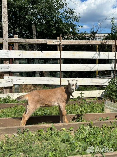 Коза нубийская