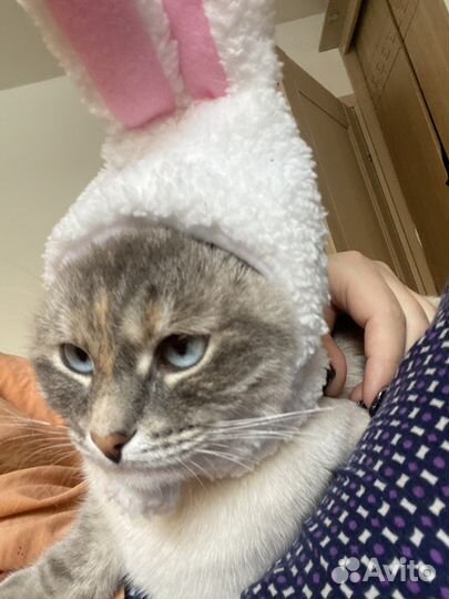 Шапка для кошки Зайка