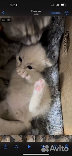 Маленькие котята бесплатно