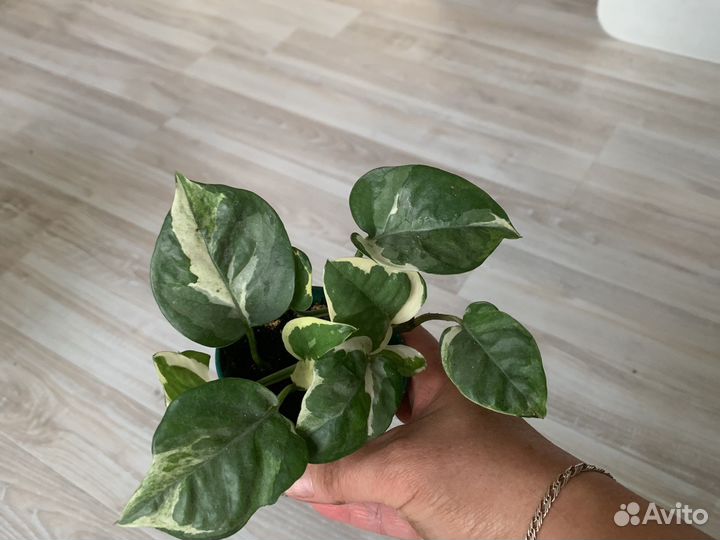 Домашние растения