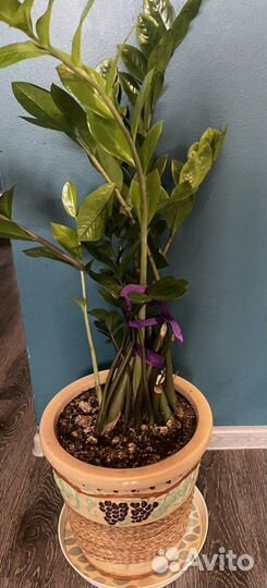 Замиокулкас