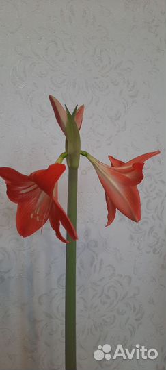 Шикарные цветы Гиппеаструм, Лилия комнатная