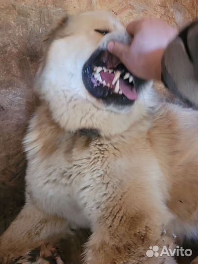 Гибриды алабай с волком