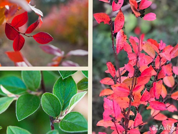 Кизильник блестящий