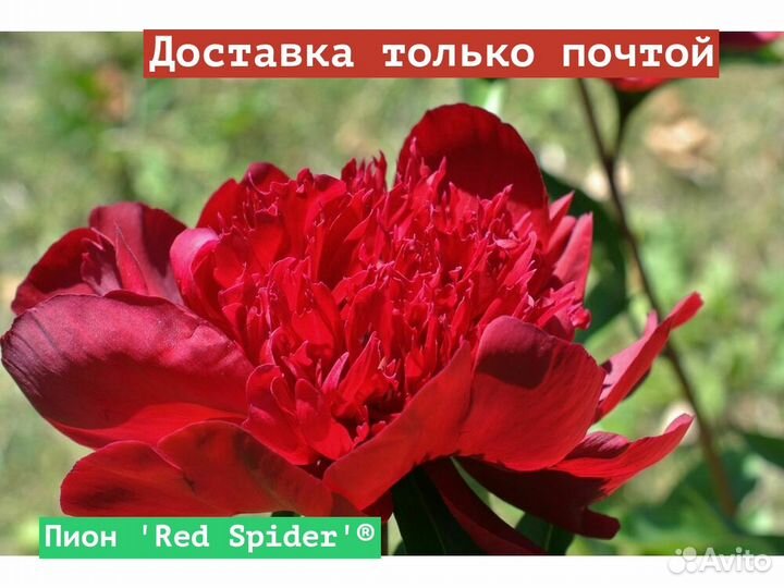 Пион Red Spider