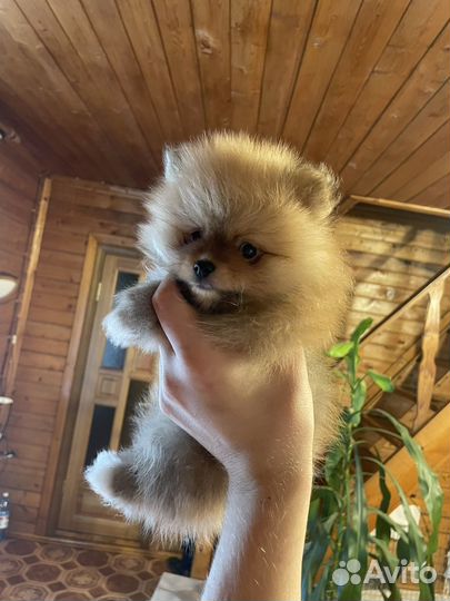 Щенки шпица