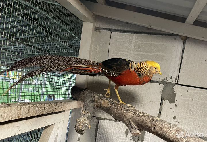 Фазан золотой семья