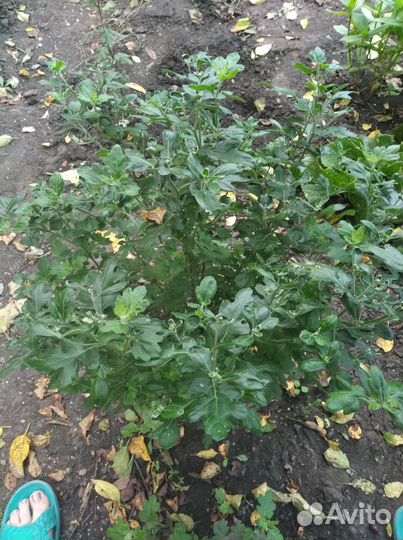 Дубочки жёлтые, молодые кусты