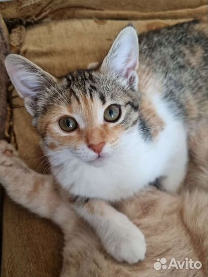 Трехцветная кошечка