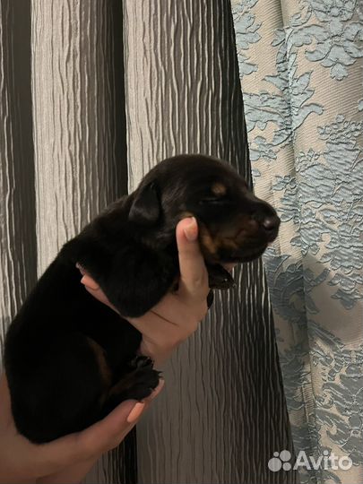 Щенки добермана