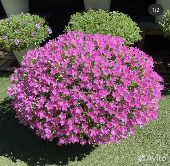 Калибрахоа и петуния черенки(есть доставка)