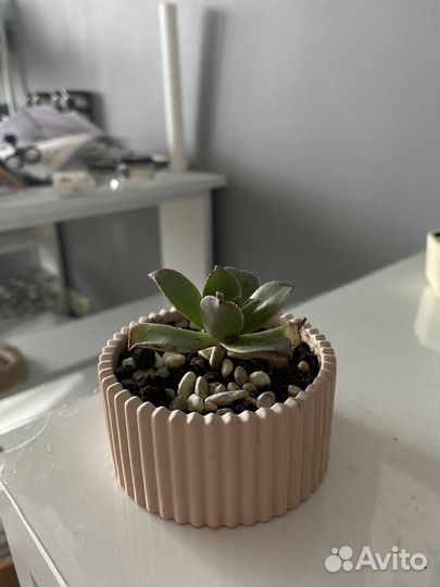 Суккулент в горшке