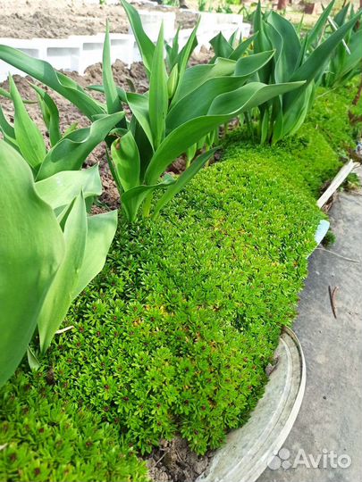 Камнеломка