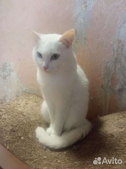Кошечка Сима в добрые руки
