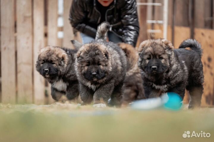 Щенки кавказской овчарки