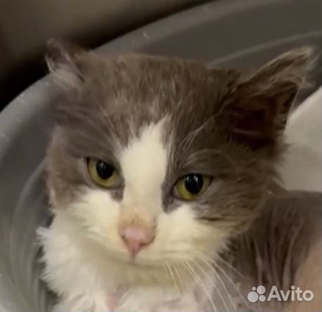 Котик с одной лапой на коляске