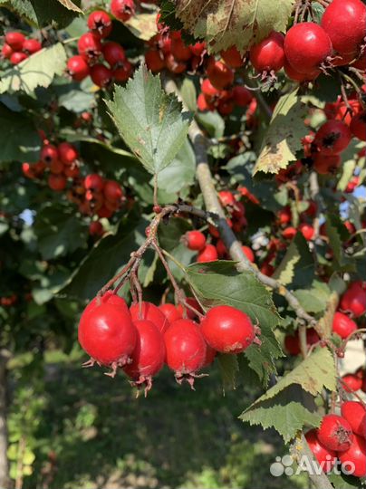 Семена боярошника крупного