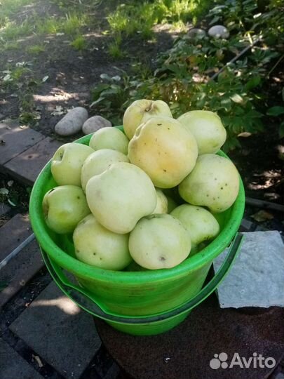 Яблоки. 250 ведро