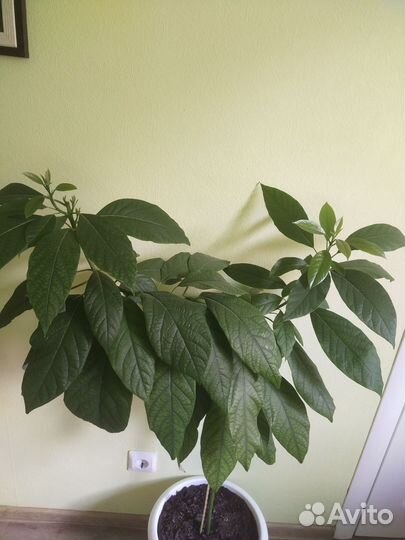 Авокадо дерево