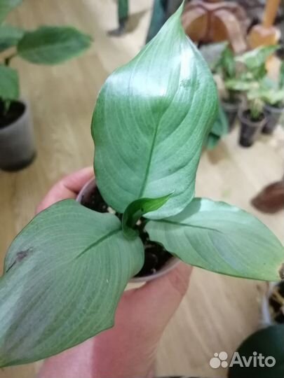 Спатифиллум сплит милк