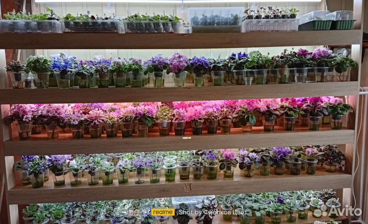 Сортовые фиалки