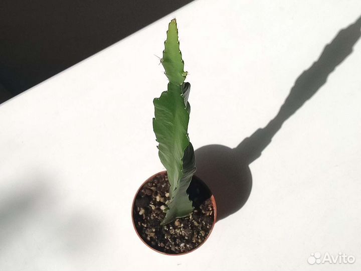 Эпифиллум красный Комнатные растения