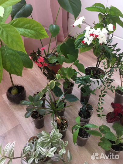 Комнатные растения