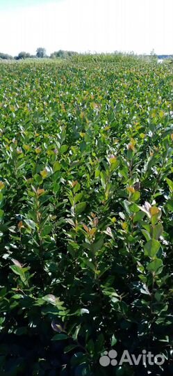 Кизильник блестящий, Cotoneaster lucidus