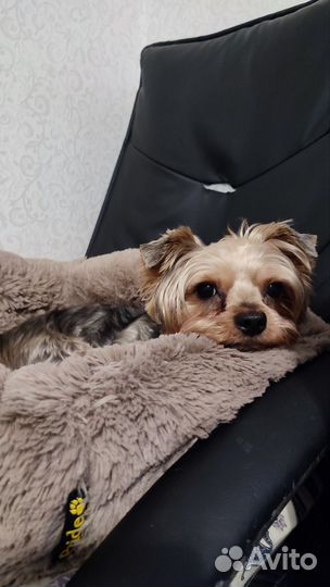 Передержка собак и кошек в домашних условиях