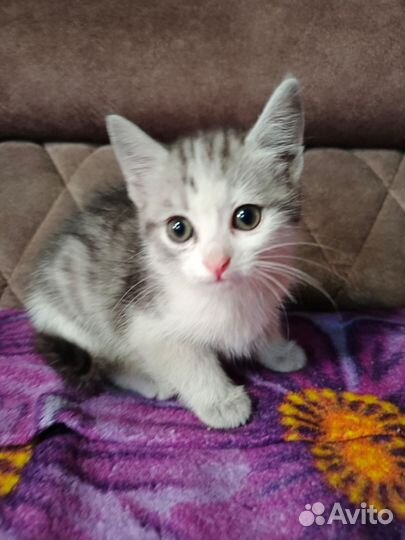 Кошка