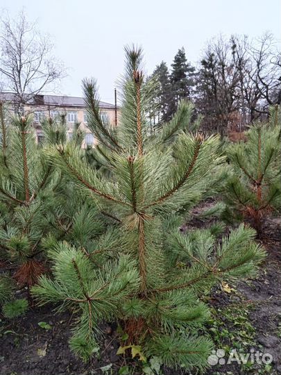 Сосна черная для посадки
