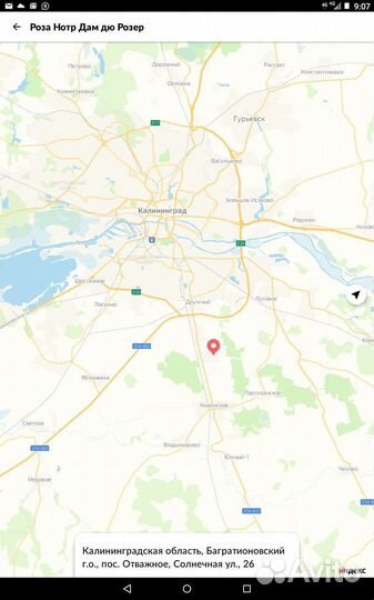 Роза Creme caramelч/г