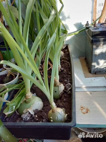 Лук индийский лечебный